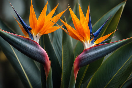 Tablou decorativ cu flori de strelitzia pasarea paradisului