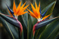Tablou decorativ cu flori de strelitzia pasarea paradisului